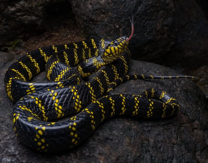 Mangrove Snake