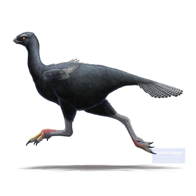 Caudipteryx