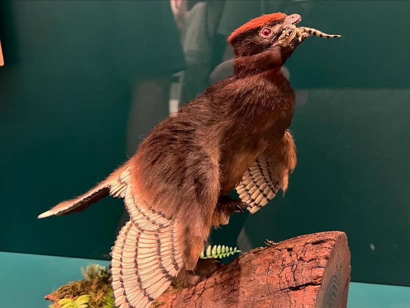 Anchiornis