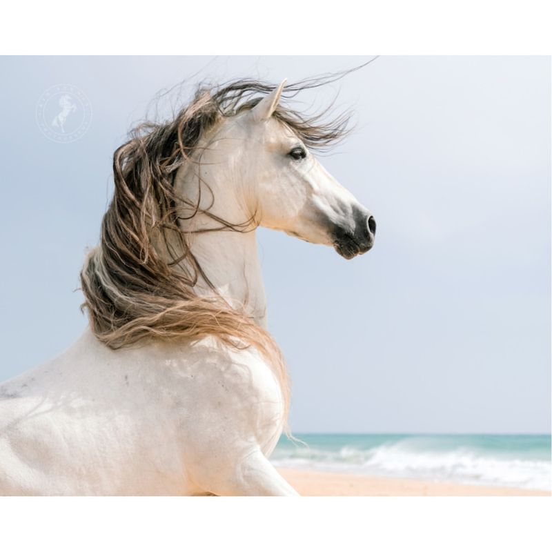 Andalusian ($8,000 – $150,000)