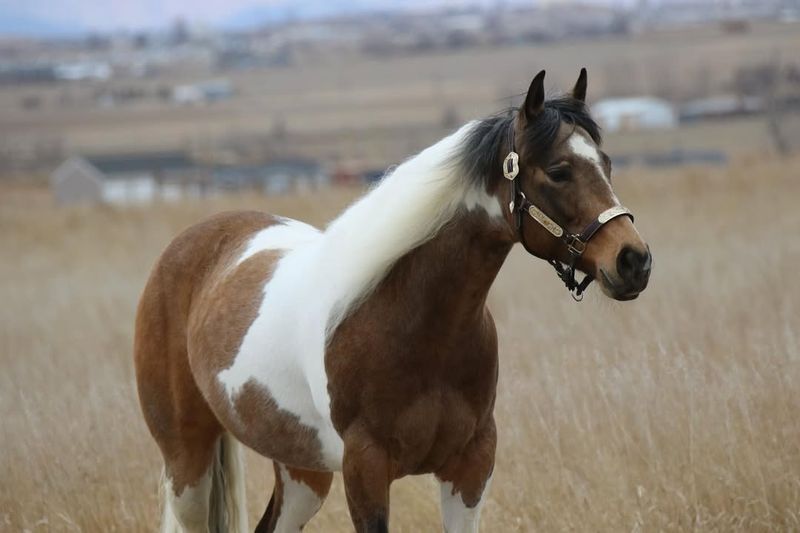 American Paint Horse - The Artistic Beauty