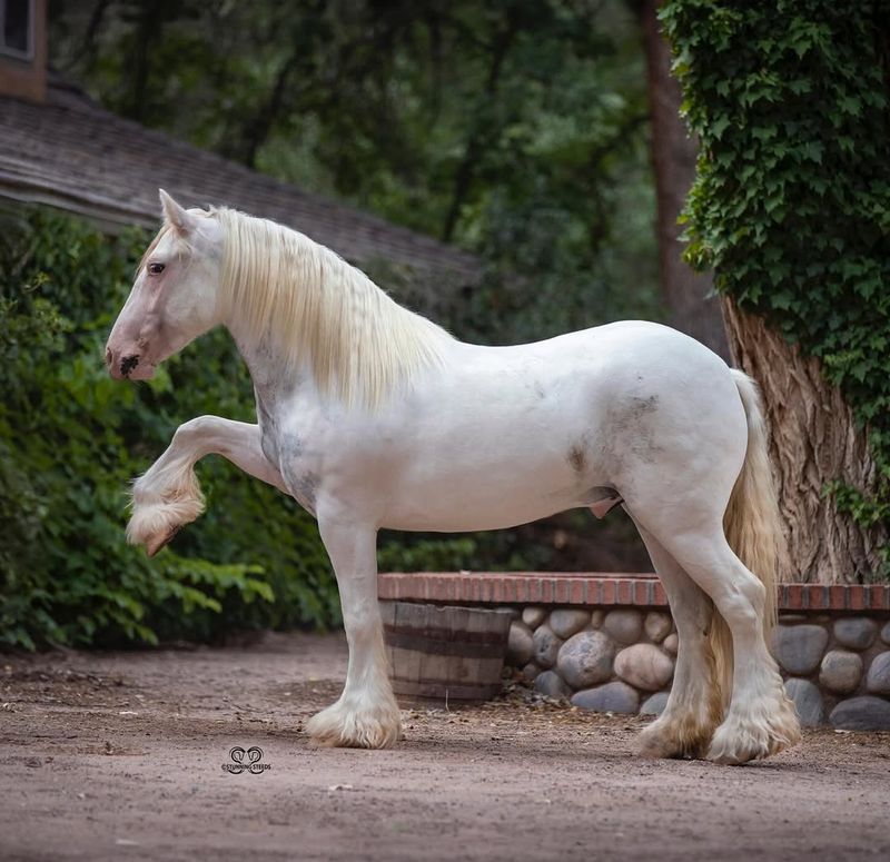 Paso Fino