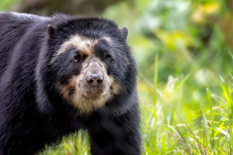 Andean Bear