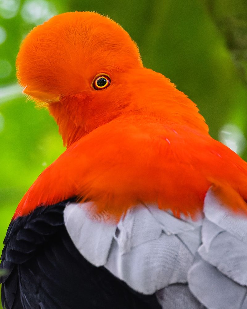 Andean Cock-Of-The-rock