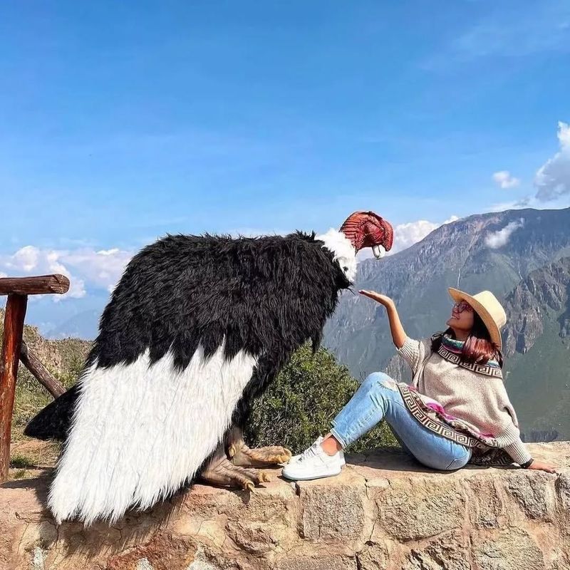 Andean Condor