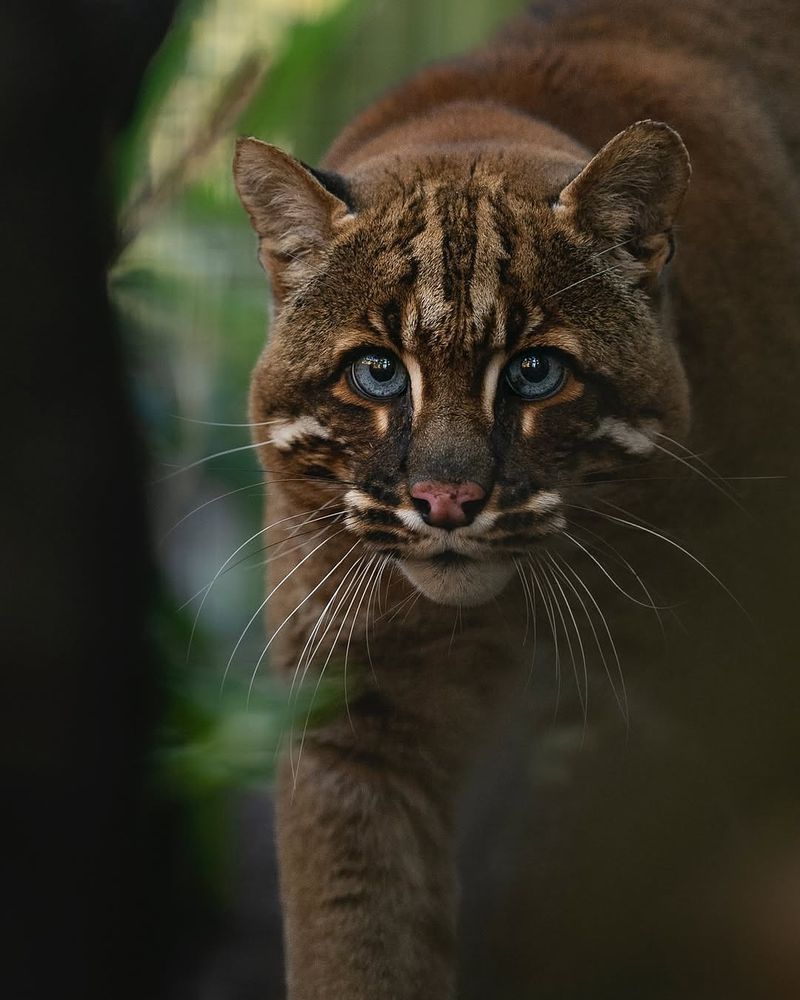 Asian Golden Cat