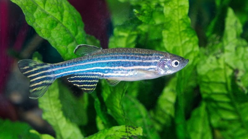 Zebra Danio