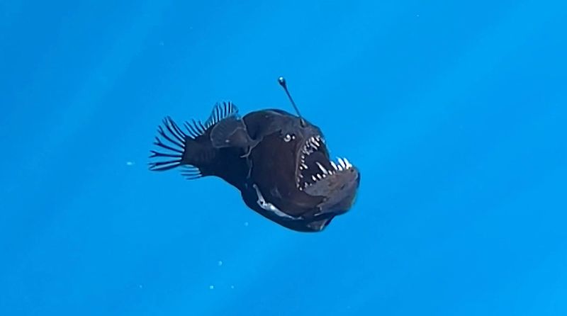 Anglerfish