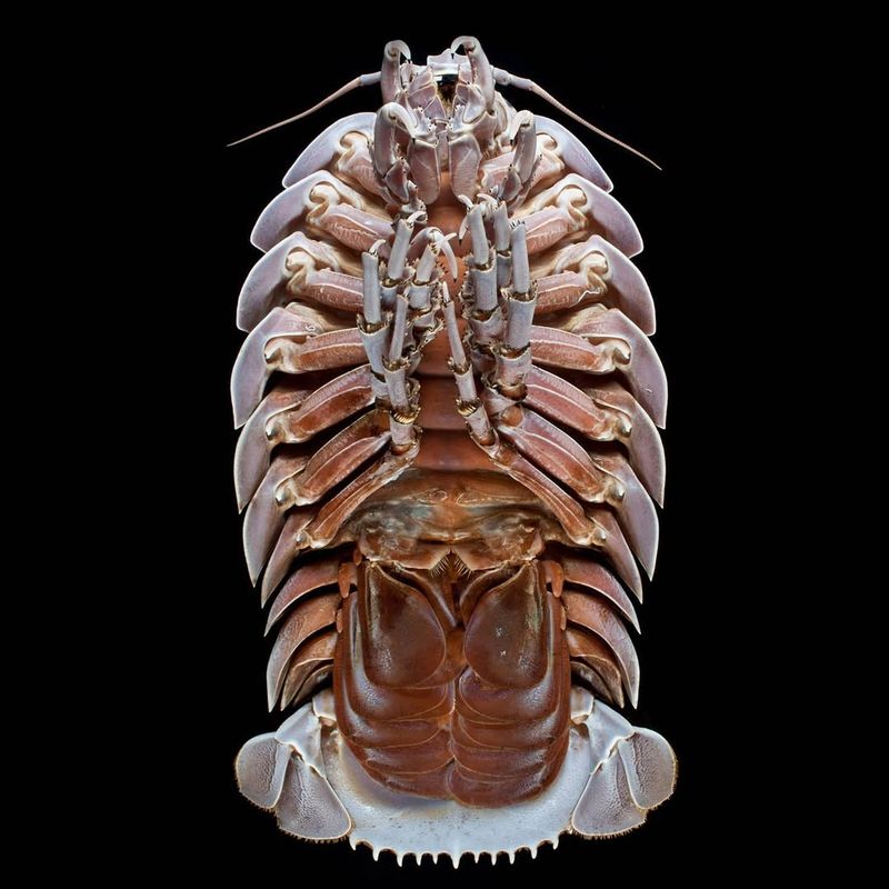 Giant Isopod