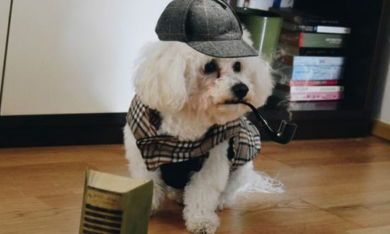 Another Crime Solved With Puppy’s DNA