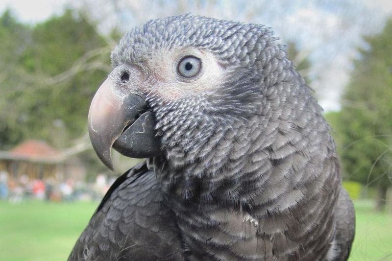 Another Repeating Parrot Solves The Mystery