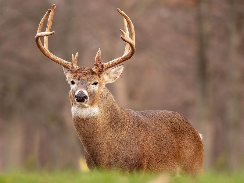 Antler Growth Cycle