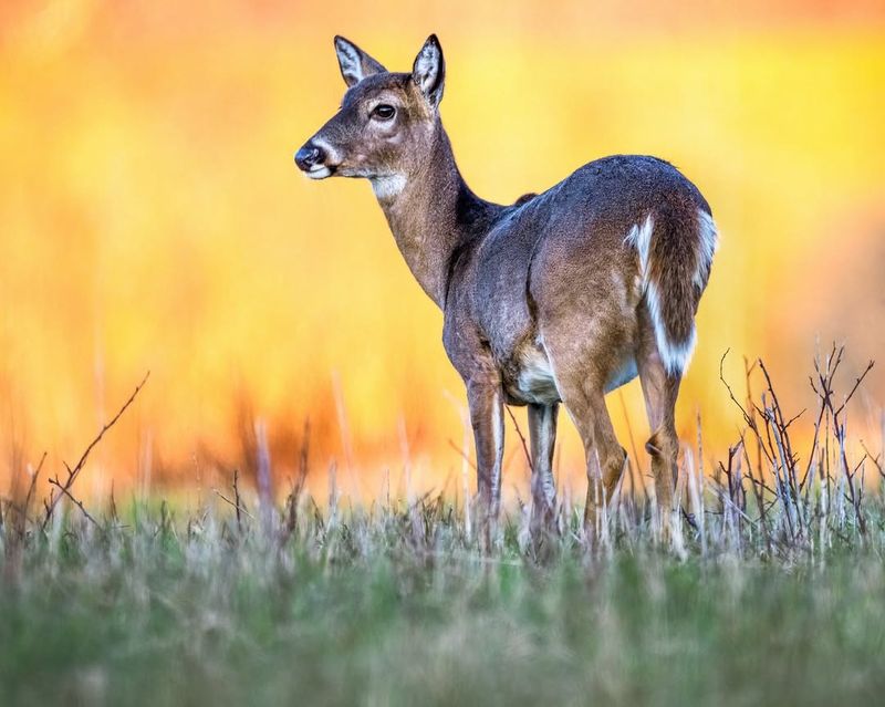 Behavior During Rutting Season