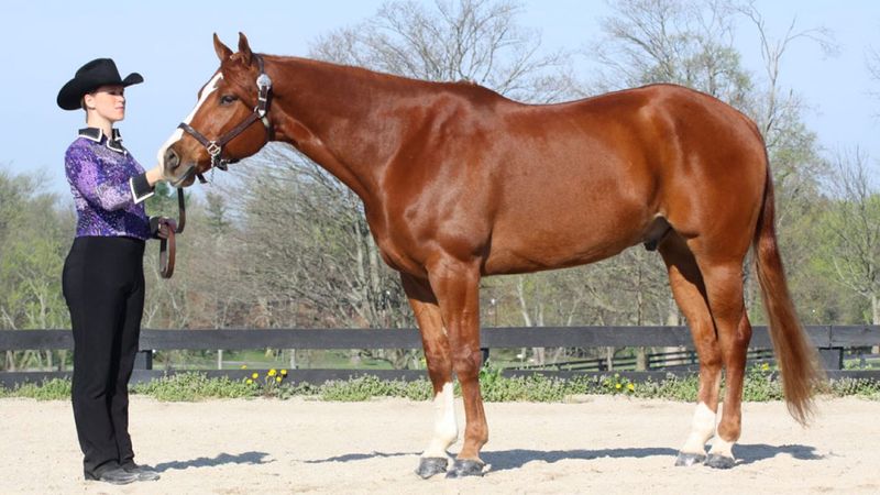 American Quarter Horse