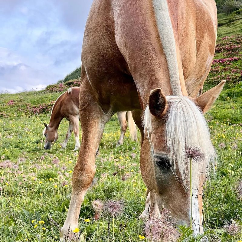 Haflinger