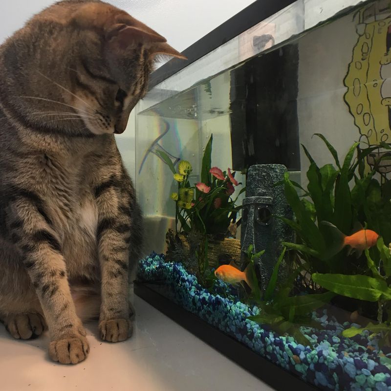 Aquariums For Cats