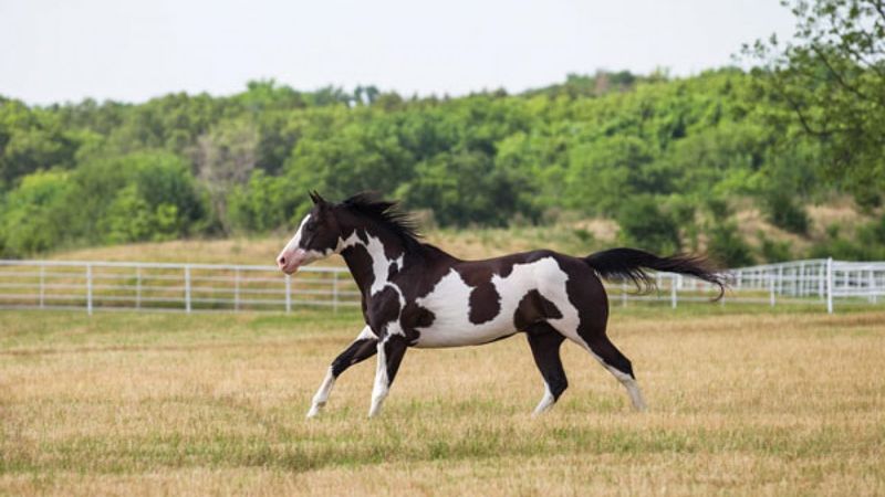 Paint Horse