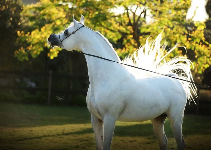 Arabian