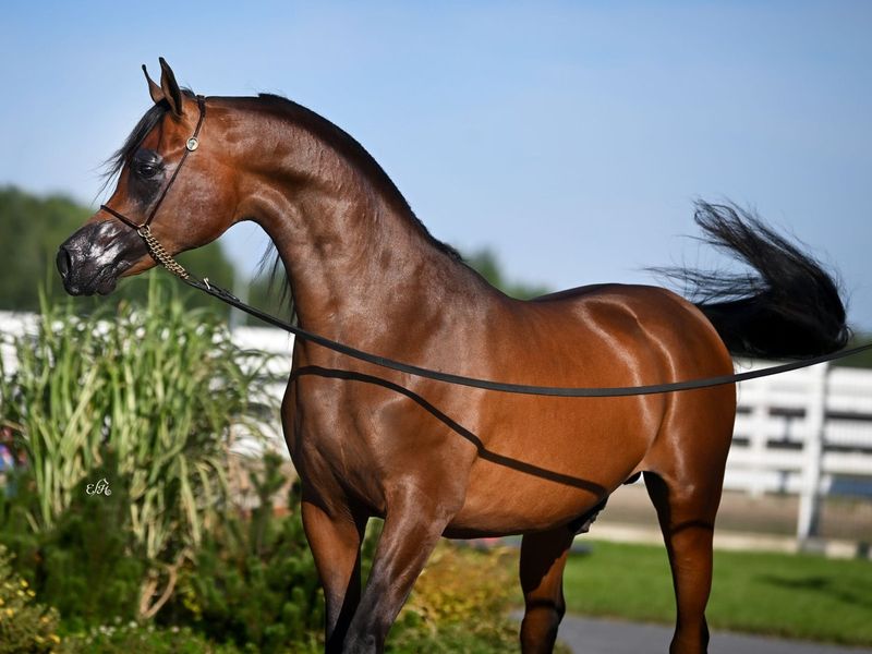 Arabian Horse