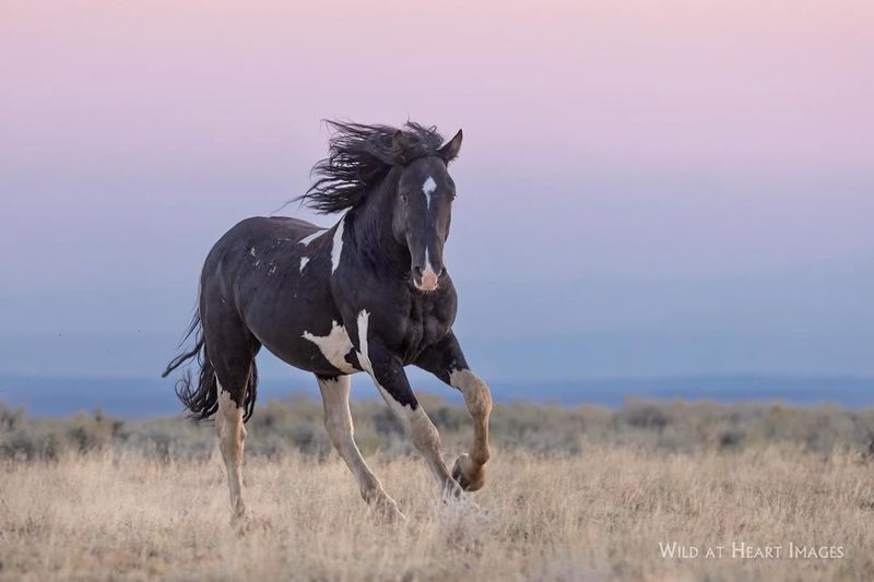 Mustang - The Wild Spirit