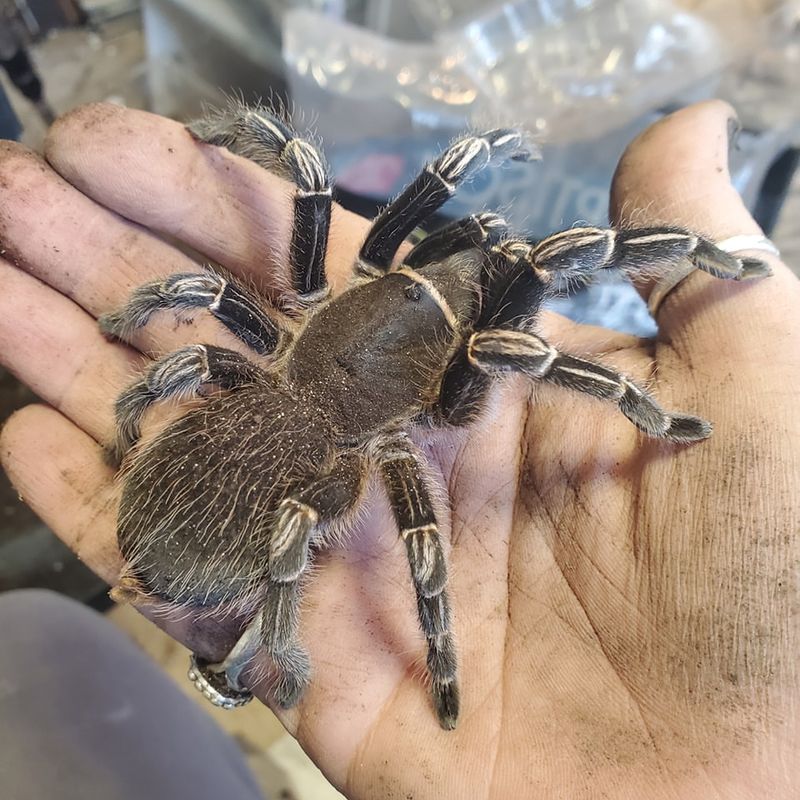 Arachnophobia