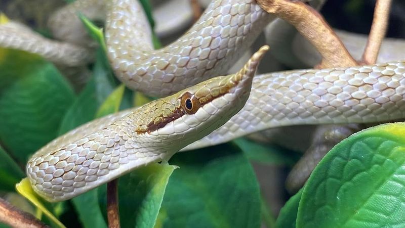 Rhinoceros Rat Snake