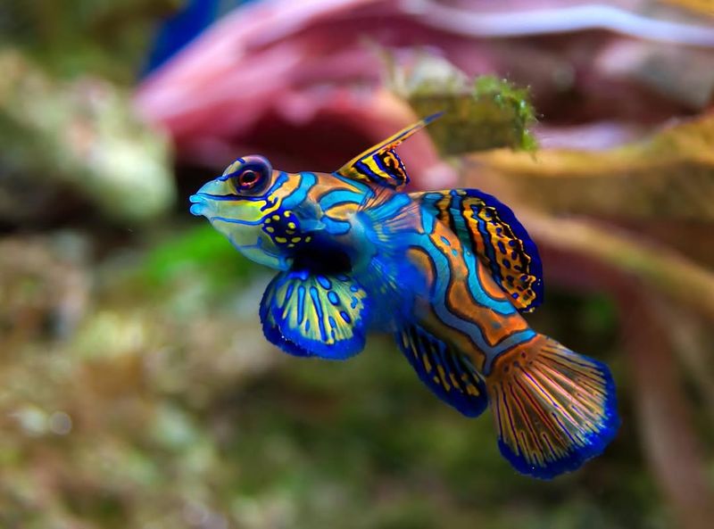 Mandarinfish