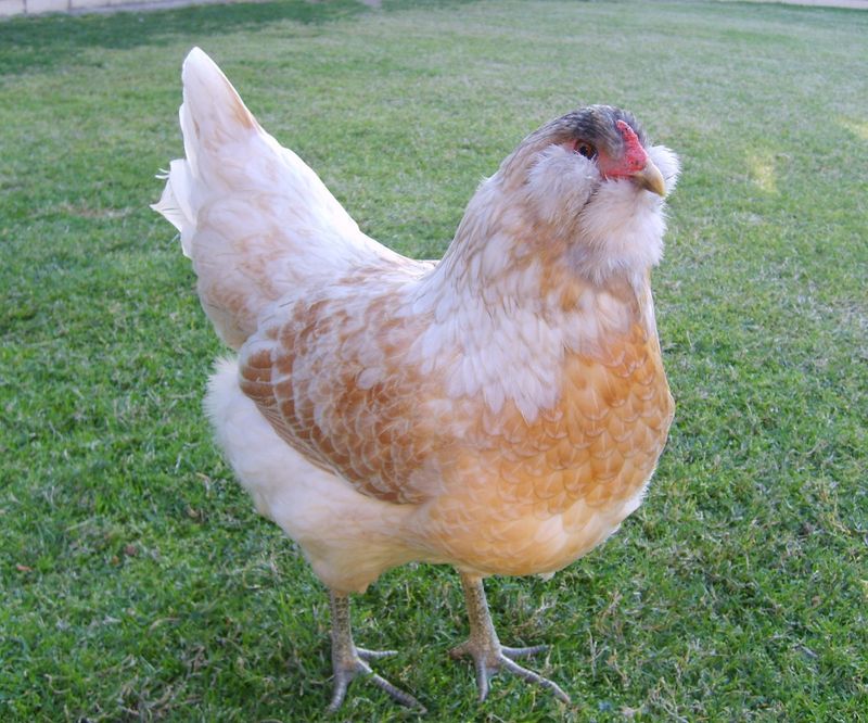 Araucana