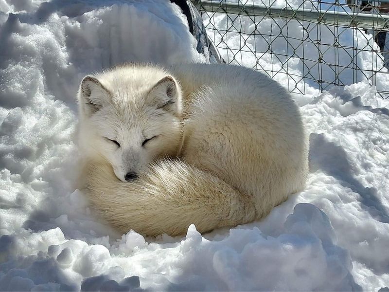 Arctic Fox