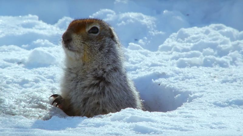 Arctic Ground Squirrels