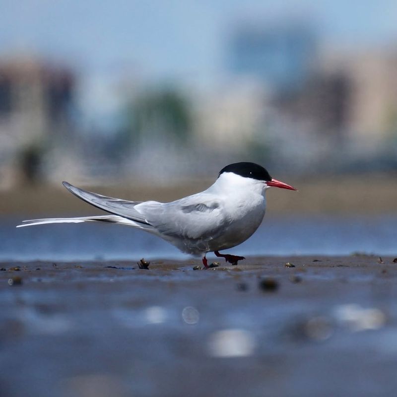 Arctic Tern
