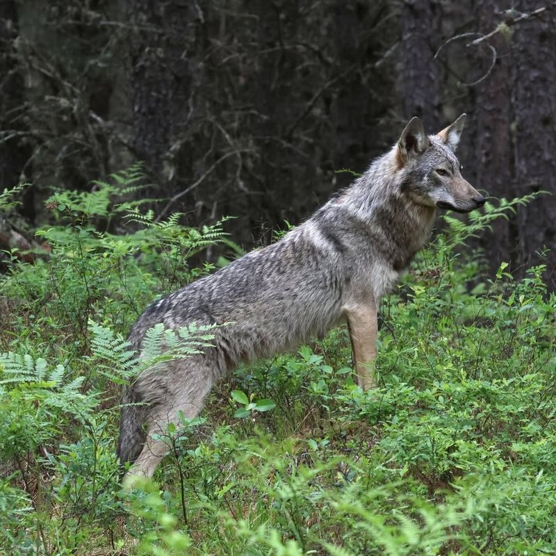 Eastern Wolf (Canis Lupus Lycaon)