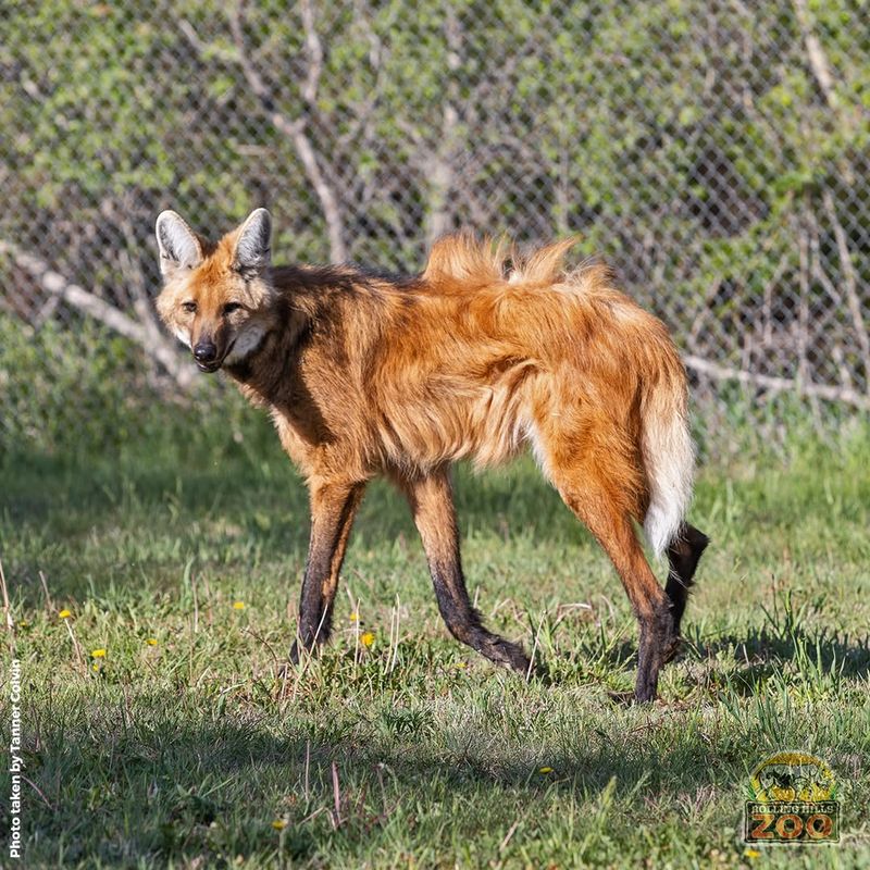 Maned Wolf: The Lone Wolf