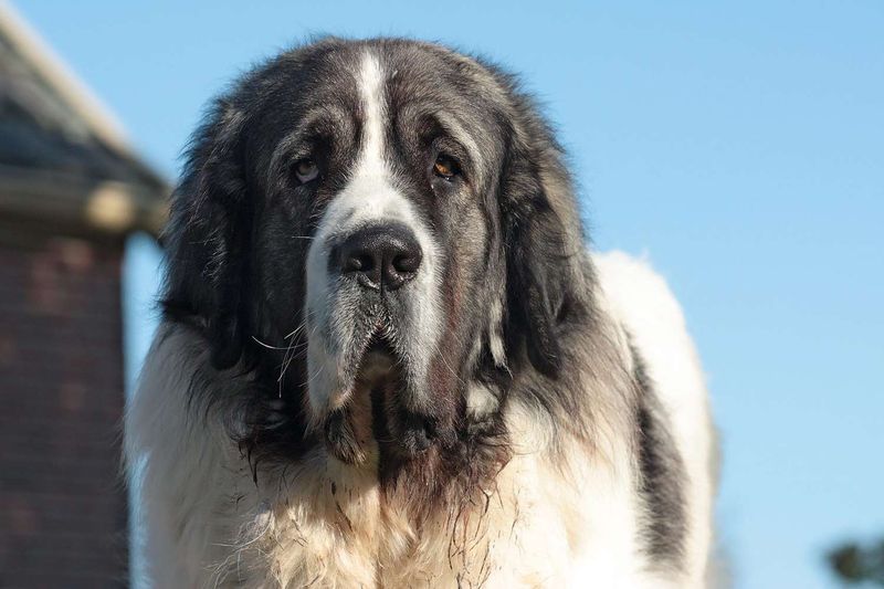 Pyrenean Mastiff