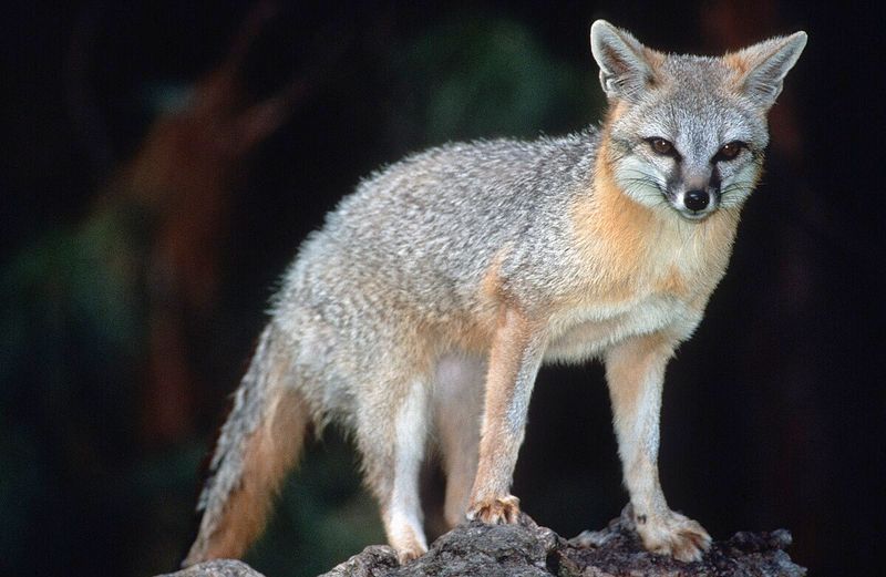 Florida - Gray Fox