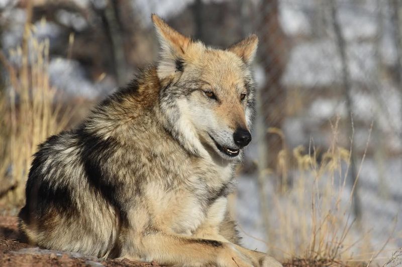 Colorado: A New Frontier For Reintroduced Wolves