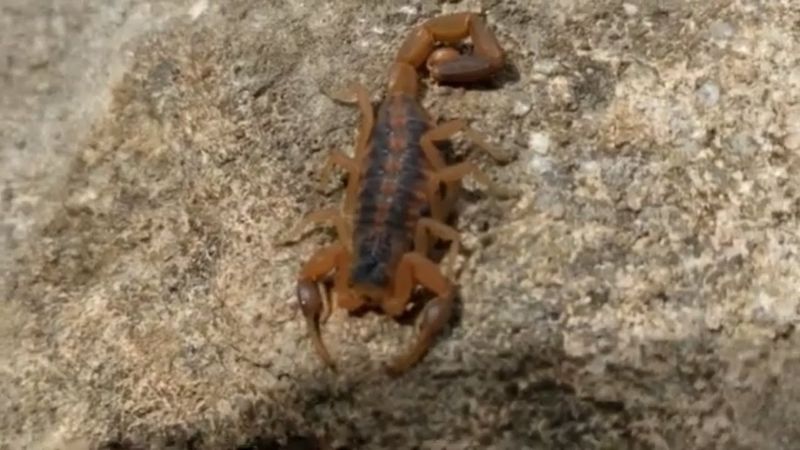 Arkansas