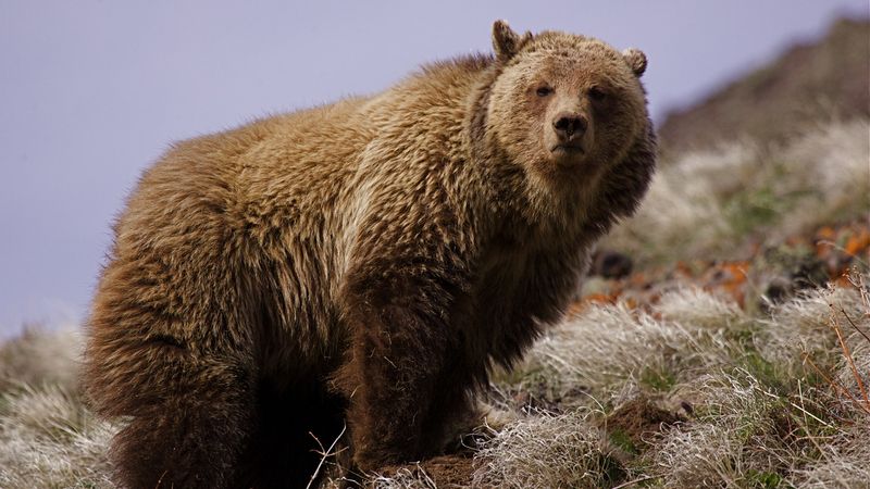 California - California Grizzly Bear