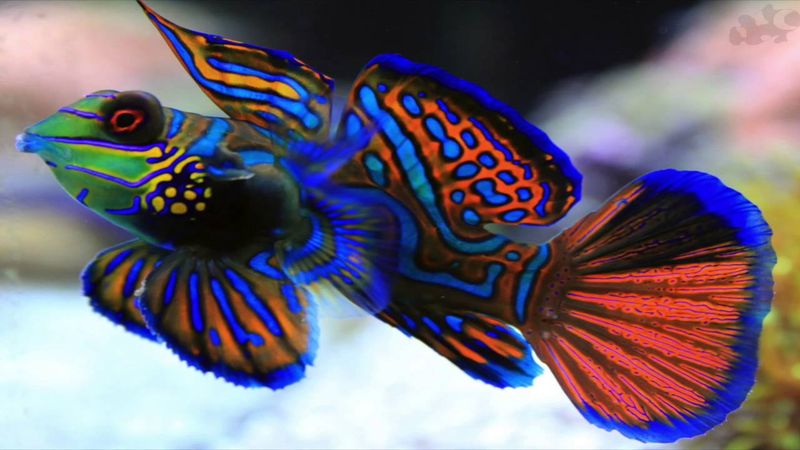 Mandarinfish