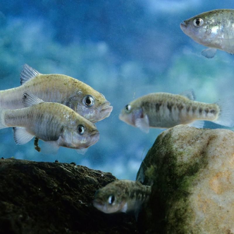 Ash Meadows Pupfish