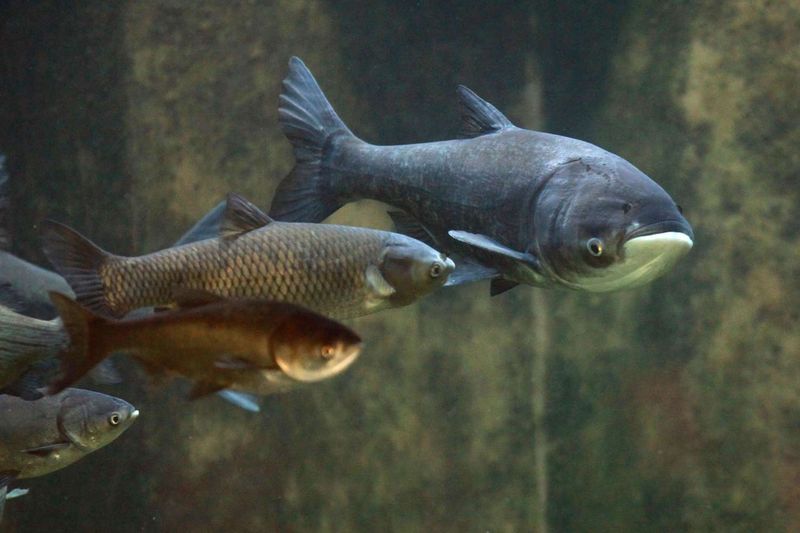 Asian Carp