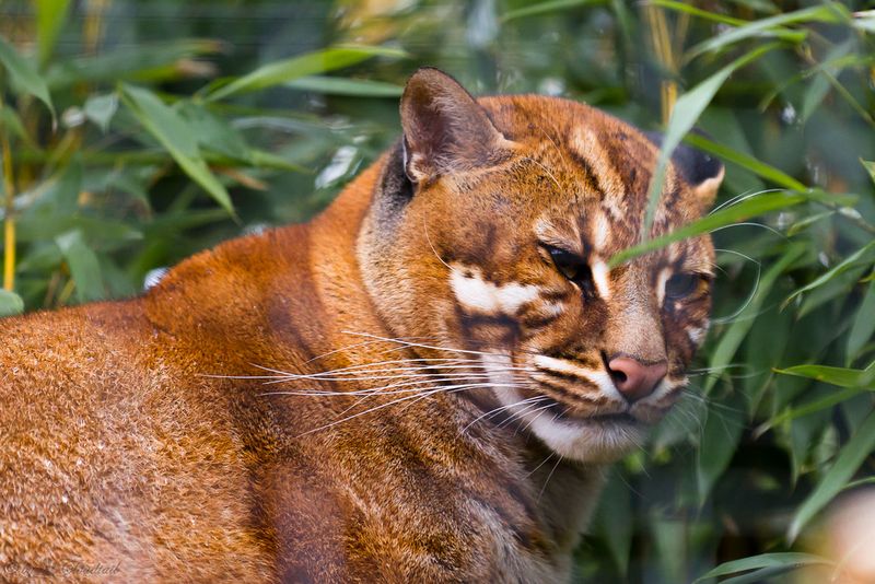 Asiatic Golden Cat