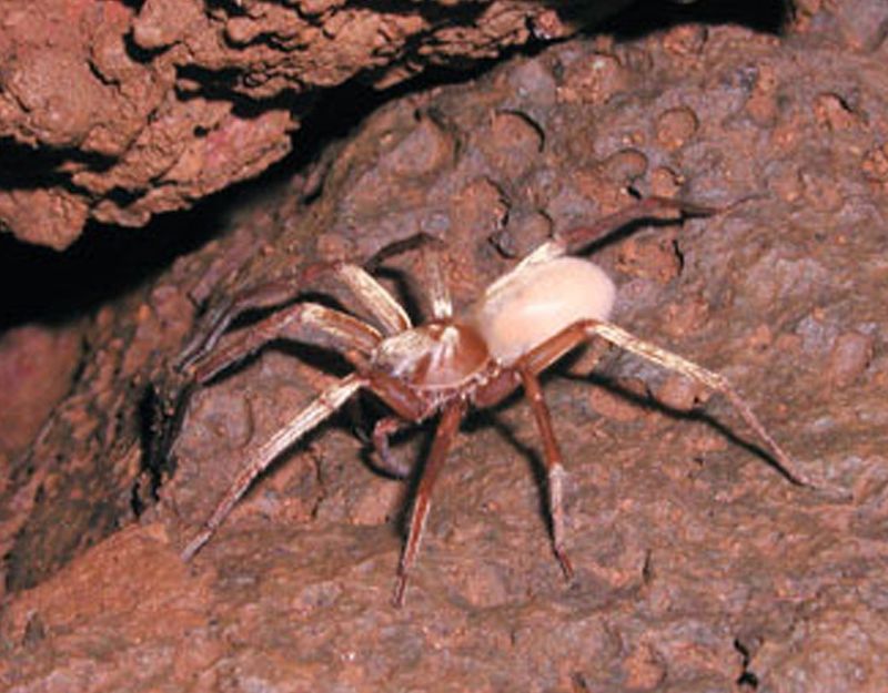 Kauaʻi Cave Wolf Spider – The Eyeless Wonder