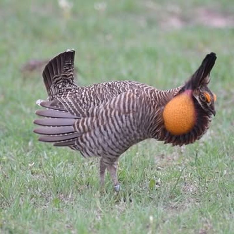 Attwater's Prairie Chicken