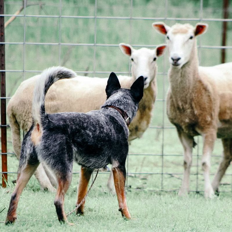 Australian Cattle Dog