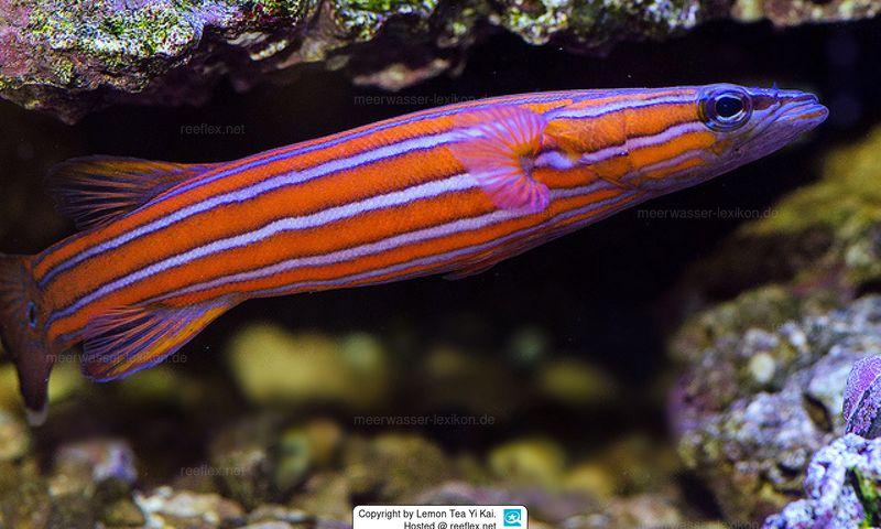 Australian Flathead Perch