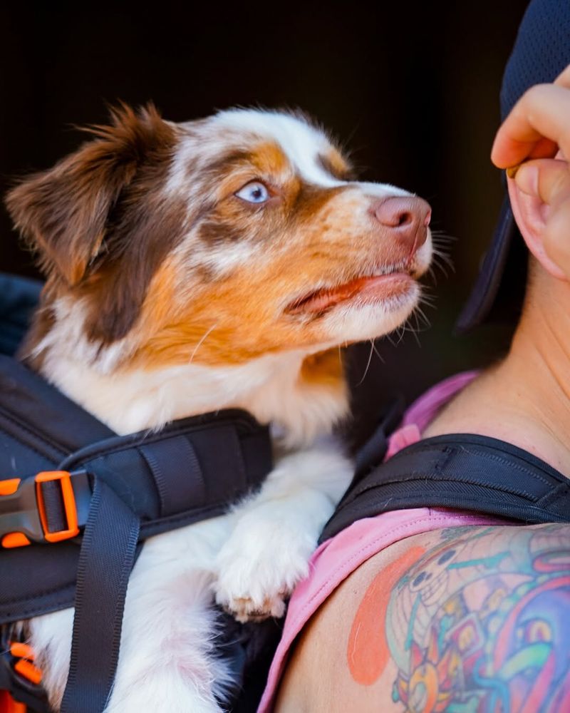 Australian Shepherd
