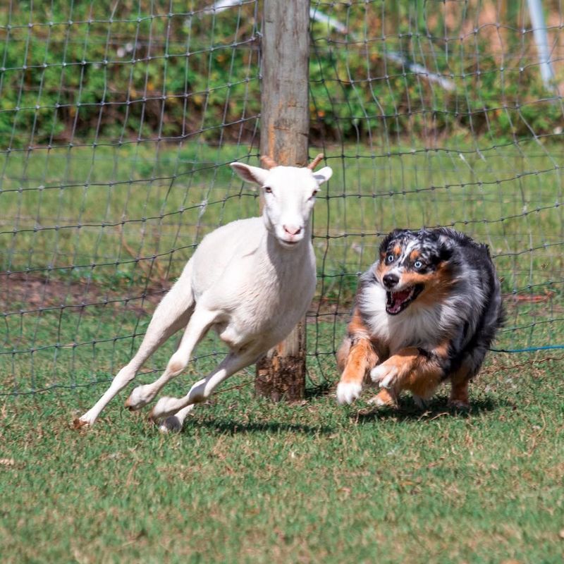 Australian Shepherd