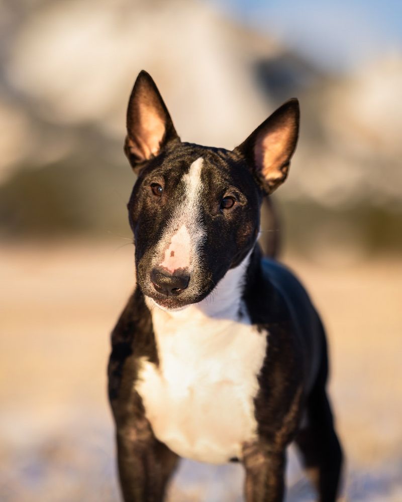 Bull Terrier