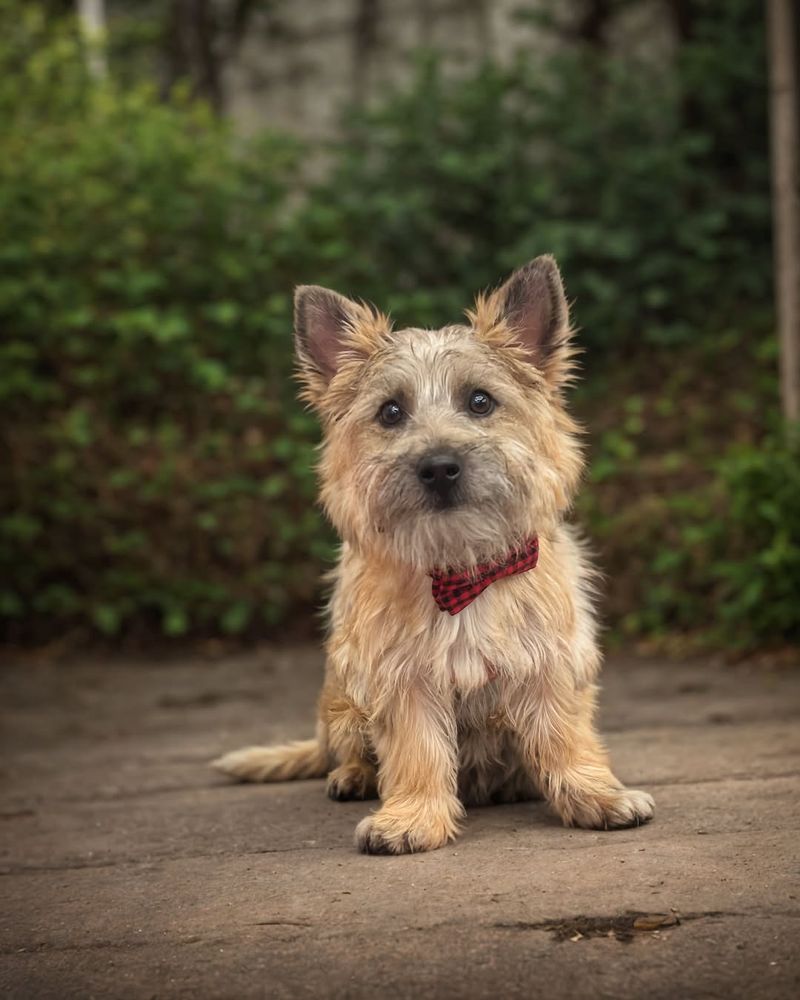 Cairn Terrier